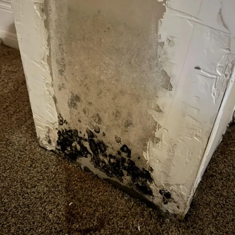 Professional Mold Removal in Union County, OR